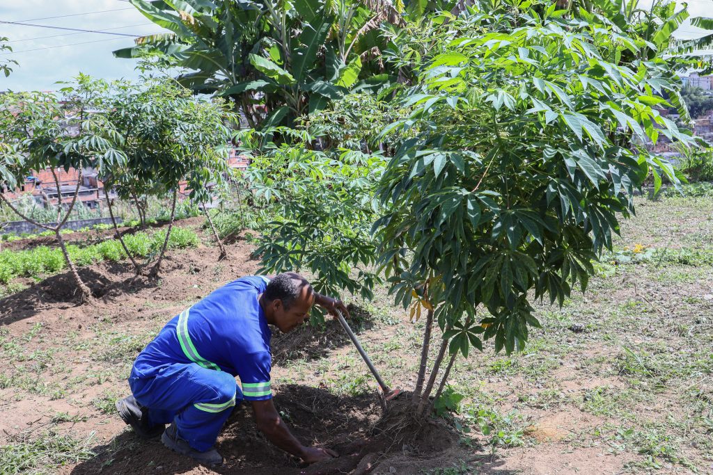 Núcleo Socioambiental inaugura horta solidária na sede do TJBA; alimentos serão doados às instituições filantrópicas    
