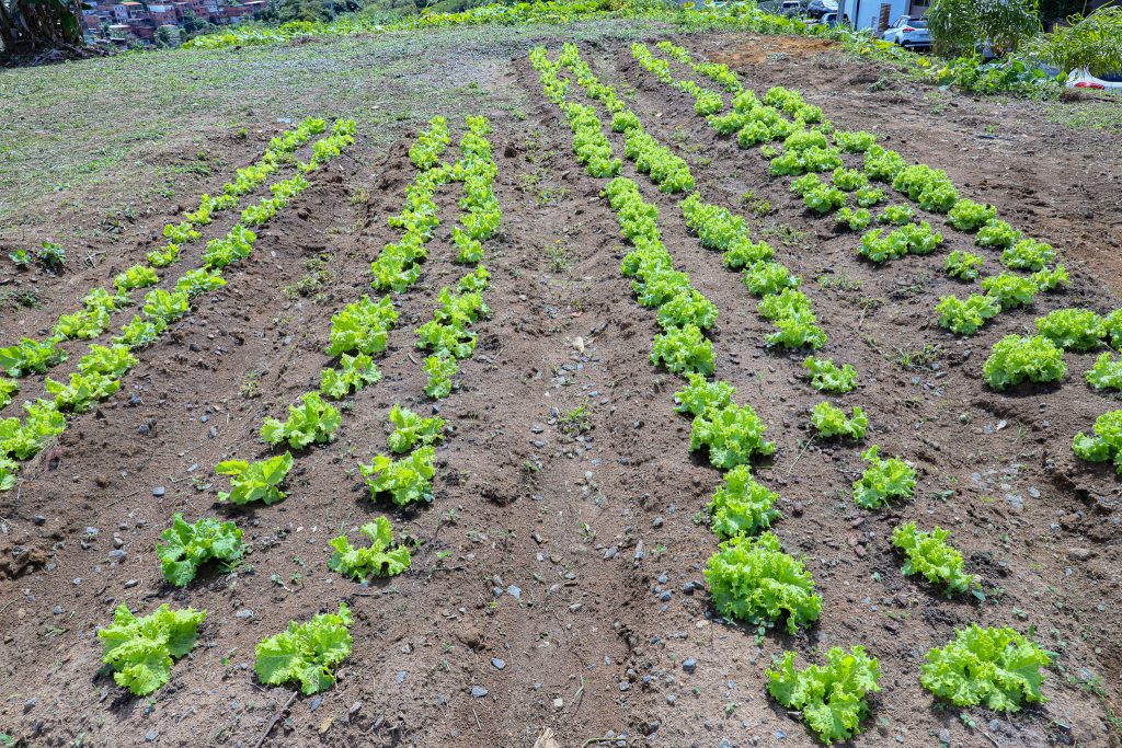 Núcleo Socioambiental inaugura horta solidária na sede do TJBA; alimentos serão doados às instituições filantrópicas    