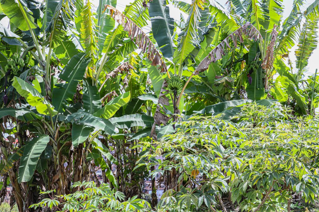 Núcleo Socioambiental inaugura horta solidária na sede do TJBA; alimentos serão doados às instituições filantrópicas    