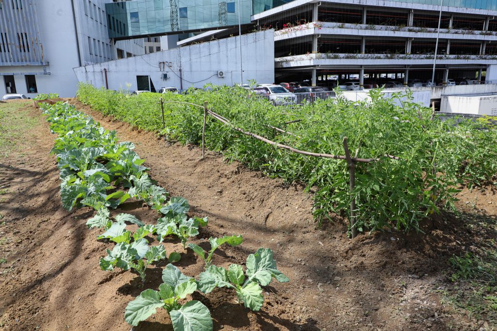 Núcleo Socioambiental inaugura horta solidária na sede do TJBA; alimentos serão doados às instituições filantrópicas    