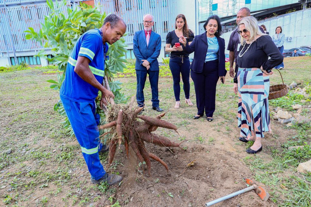 Núcleo Socioambiental inaugura horta solidária na sede do TJBA; alimentos serão doados às instituições filantrópicas    