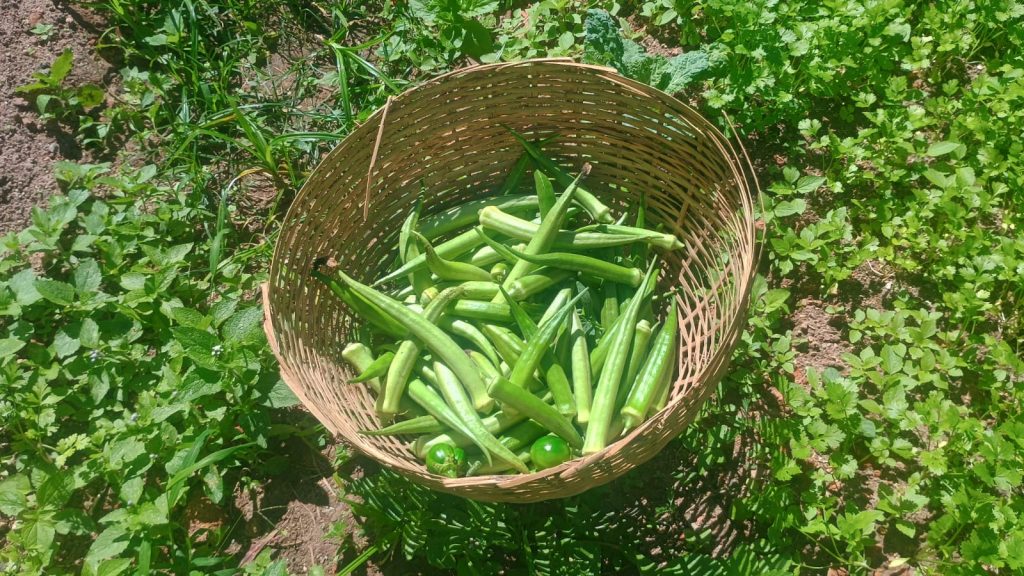 Hortas Solidárias: TJBA fecha julho com alta produtividade e celebra reconhecimento nacional em sustentabilidade    