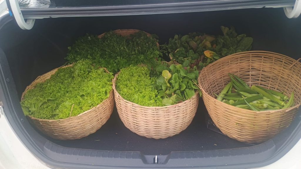 Hortas Solidárias: TJBA fecha julho com alta produtividade e celebra reconhecimento nacional em sustentabilidade    
