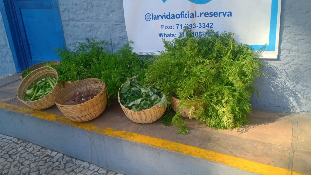 Hortas Solidárias: TJBA fecha julho com alta produtividade e celebra reconhecimento nacional em sustentabilidade    