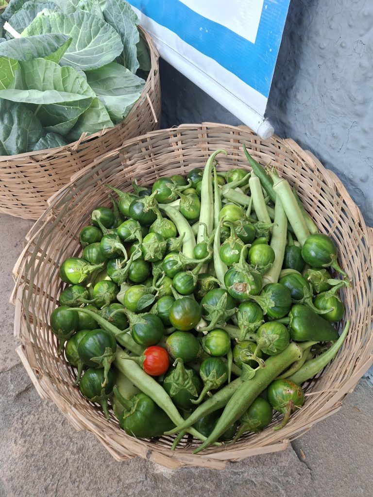 TJBA realiza última entrega do ano do Projeto Hortas ao Lar Vida