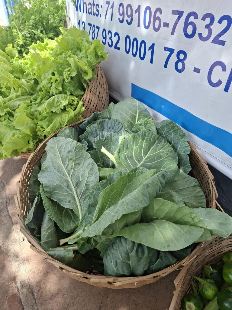 TJBA realiza última entrega do ano do Projeto Hortas ao Lar Vida